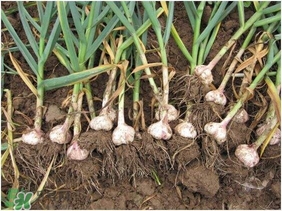 大蒜有種子嗎？大蒜的種子是什么？