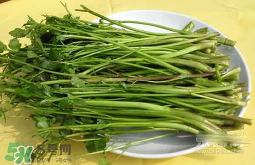 吃野芹菜會(huì)中毒嗎？吃野芹菜中毒了怎么辦？