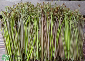 蕨菜是什么菜？蕨菜是什么？