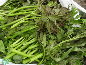 蕨菜是什么菜？蕨菜是什么？