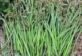 蕨菜可以冷凍嗎？蕨菜可以放冰箱嗎？