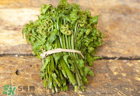 蕨菜可以冷凍嗎？蕨菜可以放冰箱嗎？