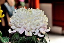 清明節(jié)掃墓買什么顏色菊花？清明節(jié)上墳用什么顏色菊花？