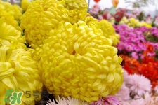 清明節(jié)掃墓為什么用菊花？清明節(jié)上墳為什么要送菊花？