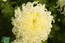 清明節(jié)掃墓為什么用菊花？清明節(jié)上墳為什么要送菊花？