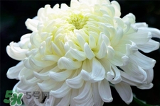 清明節(jié)掃墓為什么用菊花？清明節(jié)上墳為什么要送菊花？