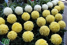 清明節(jié)掃墓為什么用菊花？清明節(jié)上墳為什么要送菊花？