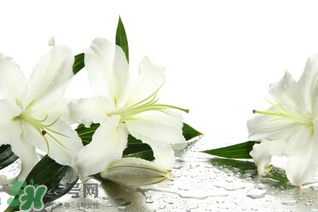 清明節(jié)上墳可以帶百合花嗎？清明節(jié)掃墓能用百合花嗎？