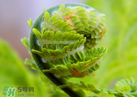 蕨菜怎么處理？新鮮蕨菜怎么處理？