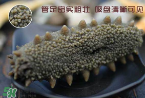 春天能吃海參嗎？春天吃海參效果好嗎？
