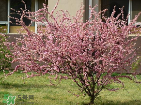 春天桃樹(shù)打什么藥？桃樹(shù)春天什么時(shí)候打藥？