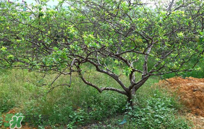 春天桃樹(shù)打什么藥？桃樹(shù)春天什么時(shí)候打藥？