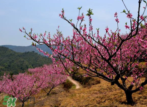 春天桃樹(shù)打什么藥？桃樹(shù)春天什么時(shí)候打藥？