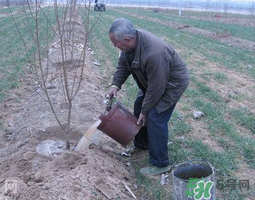 桃樹春天什么時候澆水？桃樹什么時候澆水？
