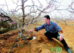 桃樹春天什么時候澆水？桃樹什么時候澆水？