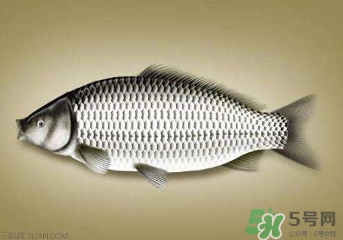 喜頭魚的做法 喜頭魚湯的做法 喜頭魚的做法 喜頭魚湯的做法