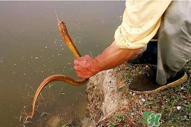 四月份可以釣黃鱔嗎？4月份可以釣黃鱔嗎？