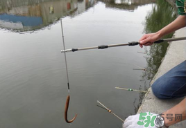 四月份可以釣黃鱔嗎？4月份可以釣黃鱔嗎？