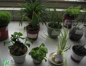 春天種什么植物？春天適合種什么植物？