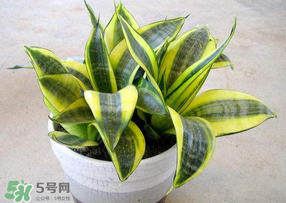 春天種什么植物？春天適合種什么植物？