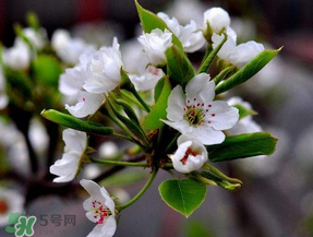 四月份開什么花？四月份什么花開？