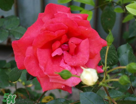 四月份開什么花？四月份什么花開？