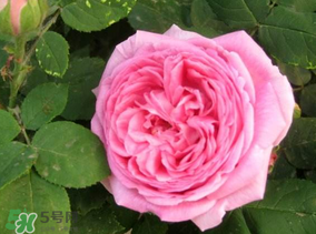 四月份開什么花？四月份什么花開？