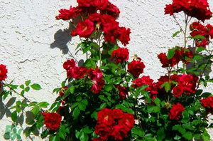 春天可以種玫瑰嗎？春天適合種玫瑰嗎？