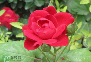 春天可以種玫瑰嗎？春天適合種玫瑰嗎？