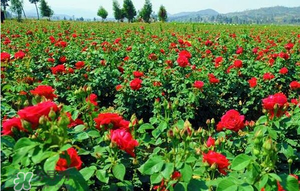 春天可以種玫瑰嗎？春天適合種玫瑰嗎？