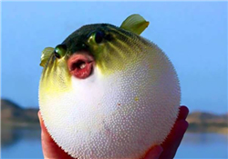 河豚怎么吃才沒毒？吃河豚的禁忌