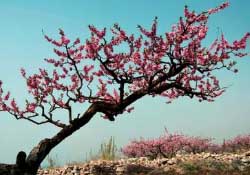 春天桃樹打什么藥？桃樹春天什么時候打藥？