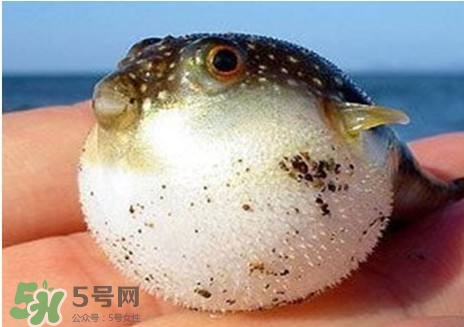 河豚怎么吃才沒毒？吃河豚的禁忌