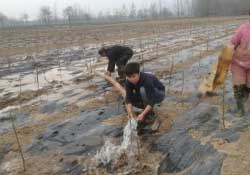 桃樹(shù)春天什么時(shí)候澆水？桃樹(shù)什么時(shí)候澆水？