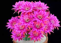 四月份開什么花？四月份什么花開？