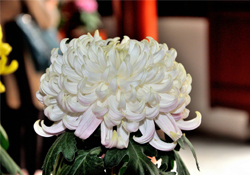 清明節(jié)掃墓買什么顏色菊花？清明節(jié)上墳用什么顏色菊花？