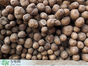 假山藥是什么 山藥真假有什么區(qū)別 假山藥是什么 山藥真假有什么區(qū)別