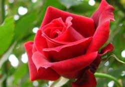 春天可以種玫瑰嗎？春天適合種玫瑰嗎？