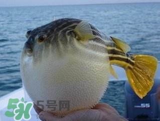 河豚怎么吃才沒毒？吃河豚的禁忌