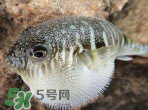 河豚怎么吃才沒毒？吃河豚的禁忌