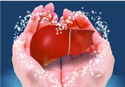 養(yǎng)肝護(hù)肝的食物 養(yǎng)肝的食物有哪些？