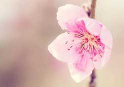 四月份還有桃花嗎？桃花幾月份開？