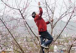 春天桃樹(shù)能剪枝嗎？桃樹(shù)春季什么時(shí)間剪枝？