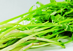 吃野芹菜會(huì)中毒嗎？吃野芹菜中毒了怎么辦？