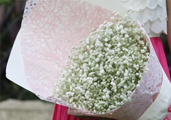 清明節(jié)上墳可以帶滿天星嗎？清明節(jié)掃墓能用滿天星嗎？