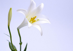 清明節(jié)上墳可以帶百合花嗎？清明節(jié)掃墓能用百合花嗎？