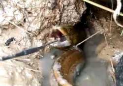 四月份可以釣黃鱔嗎？4月份可以釣黃鱔嗎？