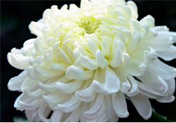 清明節(jié)掃墓為什么用菊花？清明節(jié)上墳為什么要送菊花？