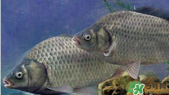 喜頭魚的做法 喜頭魚湯的做法 喜頭魚的做法 喜頭魚湯的做法