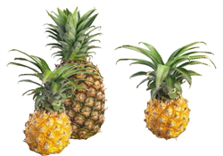 什么人不能吃菠蘿？菠蘿什么時(shí)候吃最好？